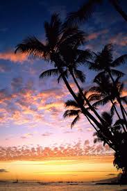 Тапетите са съвместими с iphone 5, iphone 6, iphone 6s, iphone se, iphone 6 плюс, iphone 7 и iphone 7 плюс, iphone 8, 8 плюс, iphone x, xs, xr, iphone 11, 11 pro, 11 pro max, както и за всички телефони с android. Download Wallpaper 800x1200 Palm Trees Coast Silhouettes Sea Sky Evening Ships Outlines Hawaii Iphone 4s 4 For Parallax Hd Background