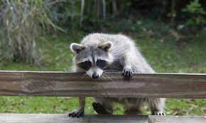 Potential raccoon food sources include trash, compost, pet food, bird feeders, and fruit trees. 3 Simple Ways To Keep Raccoons Out Of Your Garden Smart Tips
