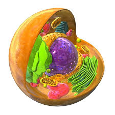 Check spelling or type a new query. Animal Eukaryote Cell 3d Model Eukaryotic Cell 3d Model Cell