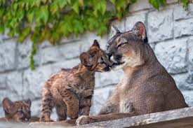 Bilder finden, die zum begriff puma passen. Foto Pumas Jungtiere Tiere