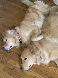 resting up for next swim golden retriever cute puppy pictures dogs