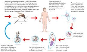 However, malaria shares signs early diagnosis and treatment is life saving; Diagram Showing The Life Cycle Of Malarial Parasite Circuit Diagram Symbols