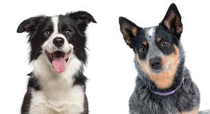 Maybe you would like to learn more about one of these? Blue Heeler Border Collie Mix Could This Be The Perfect Dog For You
