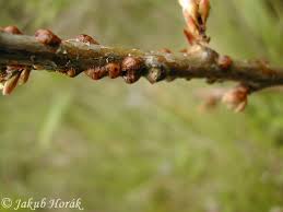 Image result for puklice švestková obrázek