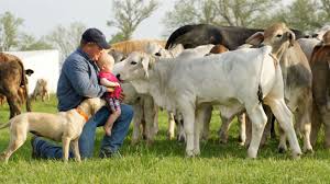 Polled genetics are an extremely beneficial economic trait in cattle and improve weaning weights and temperament, as well as take the stress out of dehorning. 11 Things Only Brahman People Understand Ranch House Designs Inc