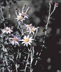 Image result for Athrixia phylicoides