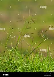 Image result for Eriochloa procera