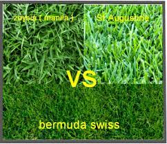 Termasuk ke dalam rumput yang bisa tumbuh dengan baik di wilayah hangat cenderung panas, rumput bermuda merupakan tanaman yang cocok untuk ditanam di halaman rumah kamu. 3 Jenis Rumput Taman Di Musim Kemarau Zoysia Manila Bermuda Dan Saint Augustine Rumput Asal Texas Amerika Tahun 2021 Jual Rumput Taman Dan Bibit Rumput Ternak