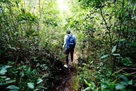 The cameron highlands is one of malaysia's most extensive hill stations. Mossy Forest Cameron Highlands Malaysia Tea Plantations Valley Views