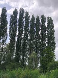 Image result for Populus