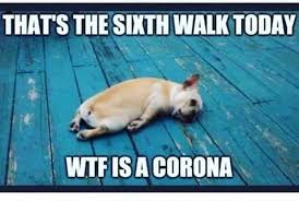 Pin By Jo Ann On Wisconsin Memes Dog Walking Funny New Years Memes New Year Meme