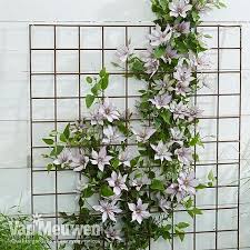 Climbers for trellis, walls & arches. Clematis Patio Collection Van Meuwen
