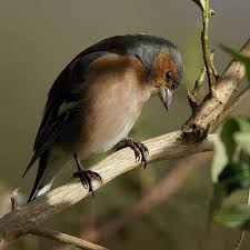 Birds That Start With F Pinson Des Arbres Dsc0216 Dxo Explore Animals Bird Feathers Birds