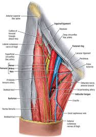 The groin muscles are delicate and sensitive. Surgical Technique For Open Inguinal Lymphadenectomy Springerlink