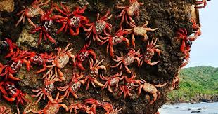 See more of christmas island red crab migration on facebook. Christmas Island Red Crab Archives The Invasives Blog
