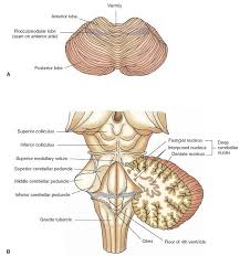 Scopri ricette, idee per la casa, consigli di stile e altre idee da provare. Cerebellum And Brainstem A Dorsal View Of The Cerebellum Indicating The Positions Of The Anterior Posteri Cerebellum Anatomy Anatomy Nervous System Anatomy
