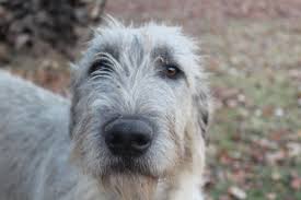 We did not find results for: Sweet Selah The Irish Wolfhound Irish Wolfhound Wolfhound Pets