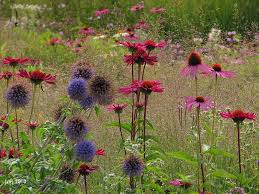 Learning With Experts On Twitter Plants Plant Design Perennials