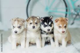 Colored Husky Puppies Sitting Against A White Wall Blue Bike Standing Near The Wall Dogs On A White Fluffy Rug Animal Gaze Friend Of Human Dog With Goltsbymi Eyes Stock Photo