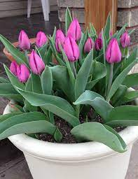 They are a bulbous plant, which means they have underground storage organs that. Pin On Gardening
