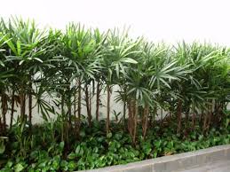 Esperamos que estas instrucciones te hayan ayudado a aprender algo más sobre cómo cuidar un tatuaje y que te ayuden a curarlo lo antes posible. Palmeira Rafia Dicas De Como Plantar No Vaso E Cuidados