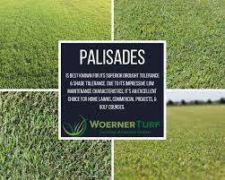 I put in a new sod of palisades zoysia to renovate my dead lawn (shown in the pic below) about 6 given that the new grass is only about 8 weeks old, will the zoysia be able to recover with increased. Best Fertilizer Zoysia Palisades Cromalinsupport