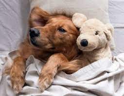 Check spelling or type a new query. 6 Best Golden Retriever Breeders In Illinois 2021 We Love Doodles