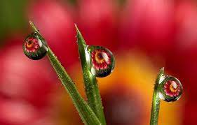 Made With Tuxpi Com Dew Drop Photography Water Drop Photography Macro Photography