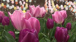Head to crystal bay farm for sweet strawberries ($5/lb.) in the spring and raspberries in june or july ($7/lb.). In Search Of A Super Bloom Here Is Where You Can See Spectacular Flowers In The Bay Area Abc7 San Francisco