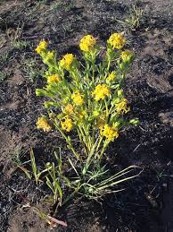 Image result for Gnidia kraussiana