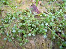 Image result for Elatine