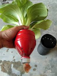 Jenis tanaman sayur yang bisa ditanam dengan cara hidroponik juga beraga, mulai dari kangkung, bayam, sawi, seledri, kemangi dan berbagai jenis tanaman lain. Tanam Sayur Kaedah Hidroponik Mudahnya Guna Botol Air Mineral Je Mingguan Wanita