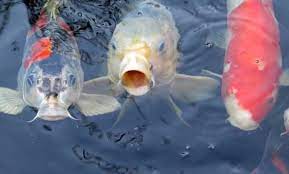 Dengan harga jual yang tinggi juga membuat banyak orang membudidayakan ikan koi untuk mendapatkan keuntungan atau. Cara Memelihara Ikan Koi Kolam Aquarium Merawat Cepat Besar