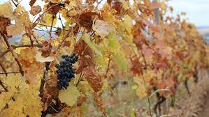 Le niveau de vie fait référence à la qualité et quantité des biens et services qu'une personne ou une population entière peut s'approprier et est en lien avec ses revenus et son patrimoine. Nu Ignora Aceste 7 LucrÄƒri Pe Care Trebuie SÄƒ Le Faci DupÄƒ Recoltarea ViÈ›ei De Vie Basf Agricultural Solutions Romania