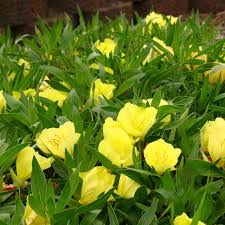 Maybe you would like to learn more about one of these? Missouri Primrose Seeds Flower Seeds In Packets Bulk Eden Brothers