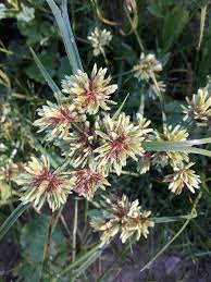 Image result for Cyperus nuerensis