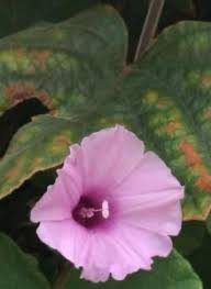 Image result for Ipomoea wightii
