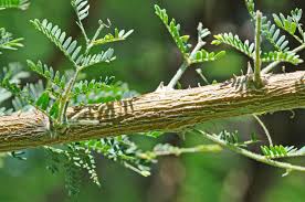 Image result for Acacia gerrardii