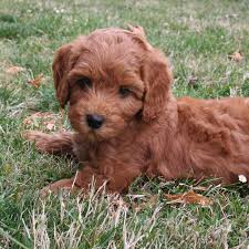 Check spelling or type a new query. Signature Labradoodles Home Page