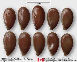 Image result for Linum