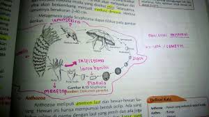 We did not find results for: Perhatikan Skema Daur Hidup Ubur Ubur Aurelia Aurita Di Bawah Ini Urutan Fase Hidup Dari A B Dan D Brainly Co Id