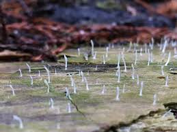 Image result for Multiclavula mucida