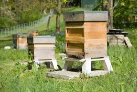 Installer Des Ruches Chez Soi Les 5 Choses A Savoir Ruche Abeille Abeille Ruche