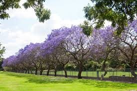 Most of the jacarandas seen in l.a. Jacaranda Trees Burke S Backyard