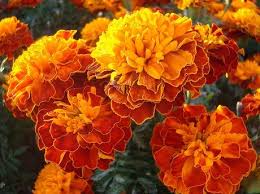 Flower beds, boxes, containers, culinary. Tagetes Plant Growing Guide How To Grow Marigold