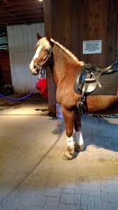 Colne saddlery's saddle fitters abide by the sms code of practise set out by the governing body. Cob Jockey Product Review Total Saddle Fit Stretchtec Shoulder Relief Girth