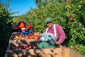 If you happen to be fond of a particular apple variety, availability will depend on the farm and the time of. 11 Orchards To Go Apple Picking This Fall