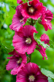 Check spelling or type a new query. How And When To Prune Hibiscus Hunker