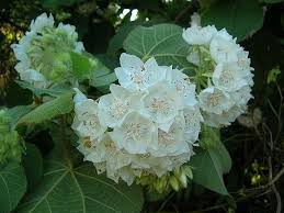Image result for Dombeya kirkii