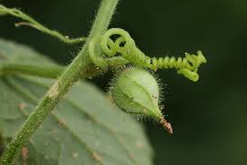 Image result for Kedrostis foetidissima